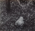 Мальгавко С.В.1959г.р. Яблоневый цвет,1985 г, фотобумага, фотопечать 30х34,5