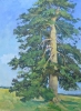 Кальницкий Н.Д.(1963-2010гг) Одинокая сосна,2009г. х.м. 76х56