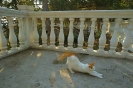 ВЕСЁЛАЯ КОТОВАСИЯ