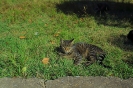 ВЕСЁЛАЯ КОТОВАСИЯ